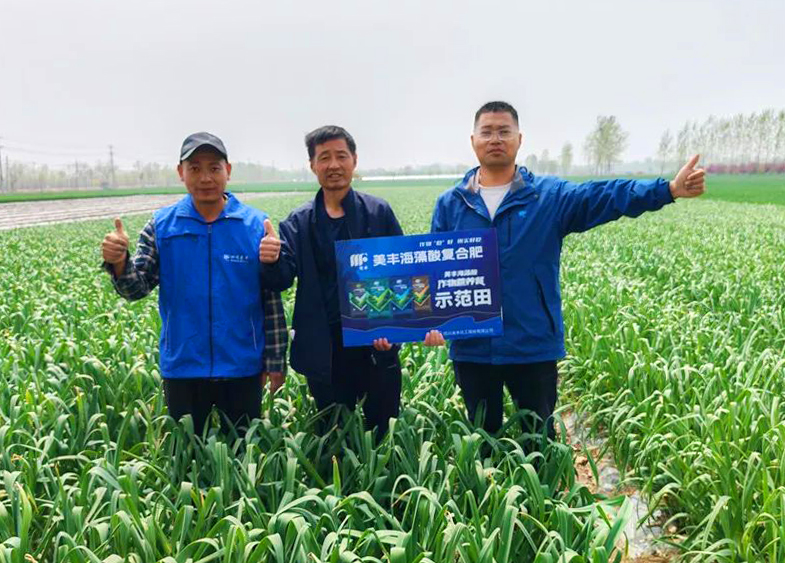 bv1946伟德官网肥料助力中原蒜乡喜丰收
