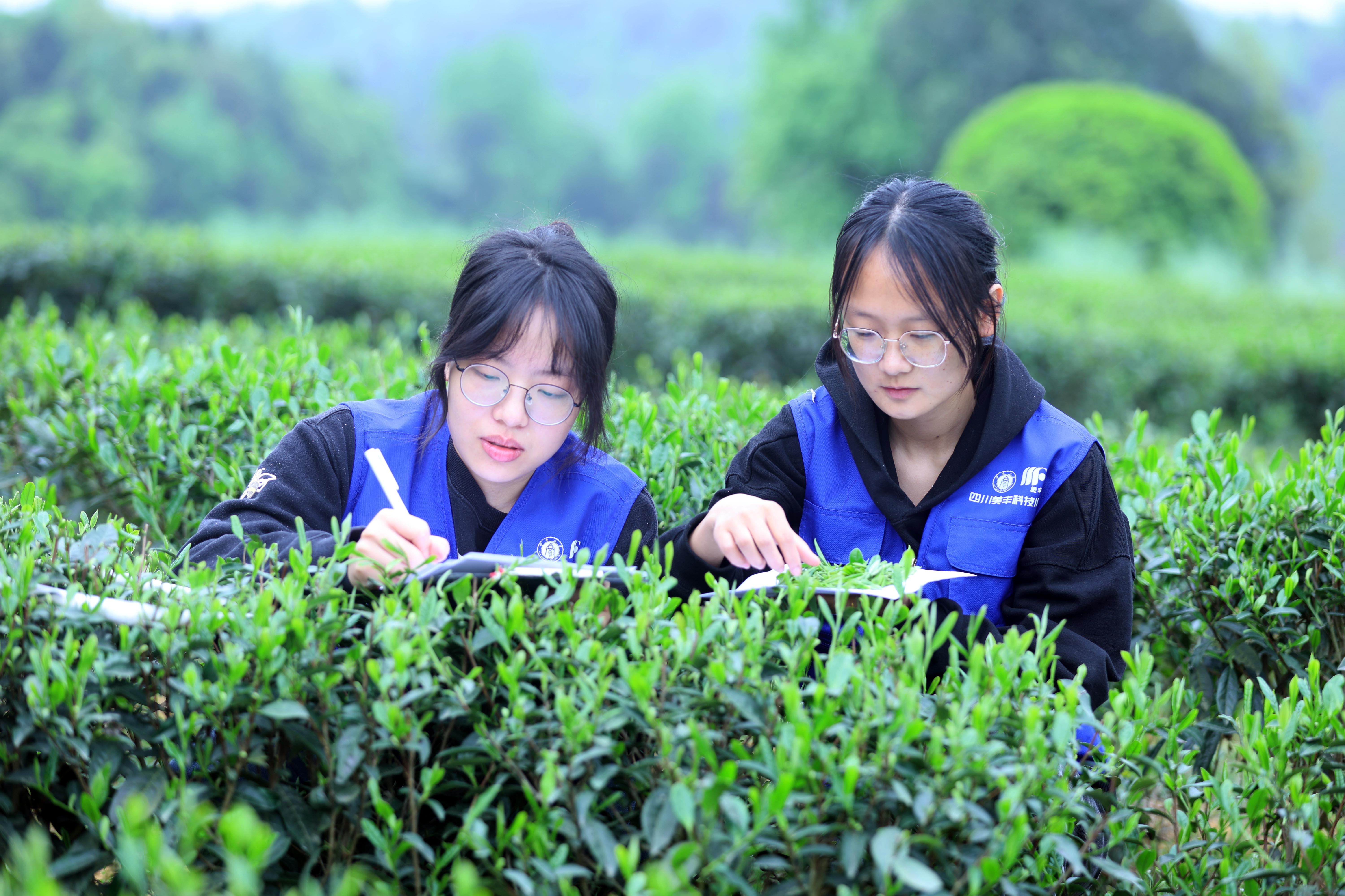 bv1946伟德官网共建的两所科技小院获评优秀