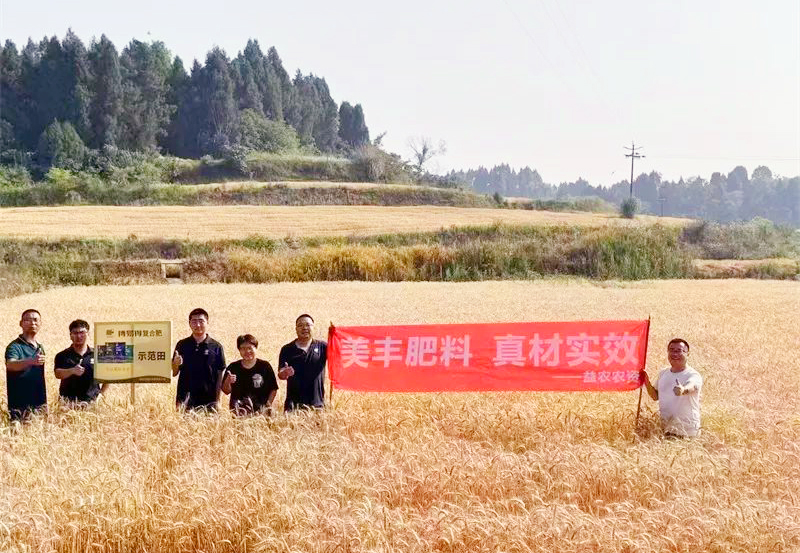 夏攻行动：bv1946伟德官网方案助力小麦增收