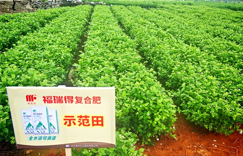 夏攻行动：bv1946伟德官网肥绽放在茉莉飘香处
